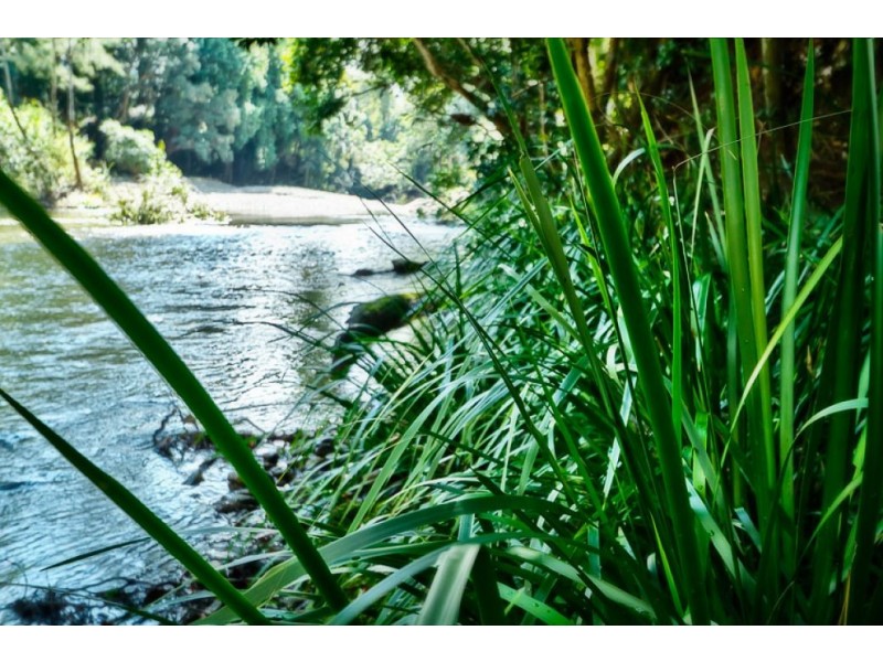503 Roses Rd, Gleniffer, Bellingen NSW 2454