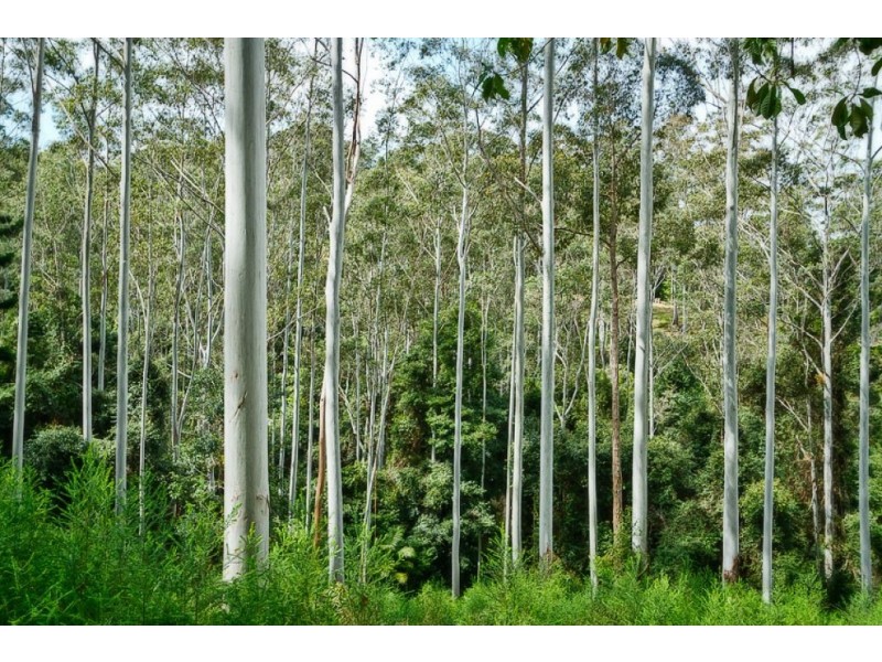 646 Kalang Rd, Bellingen NSW 2454