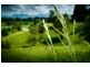 11 John Glyde Road, Bellingen NSW 2454