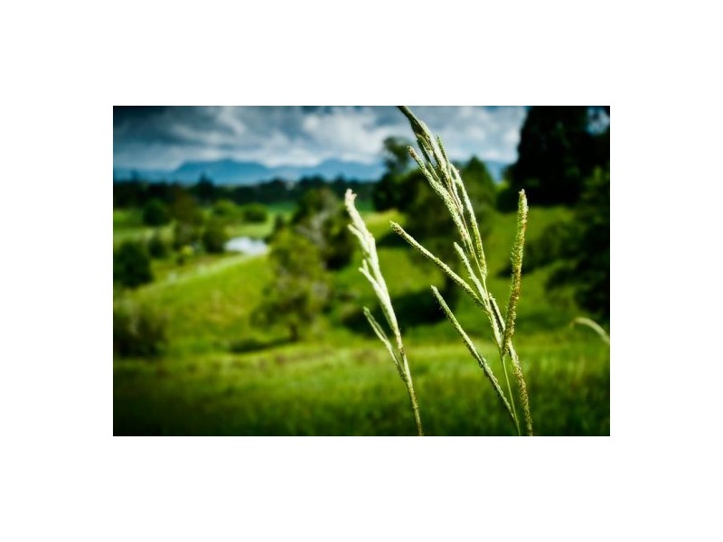 11 John Glyde Road, Bellingen NSW 2454
