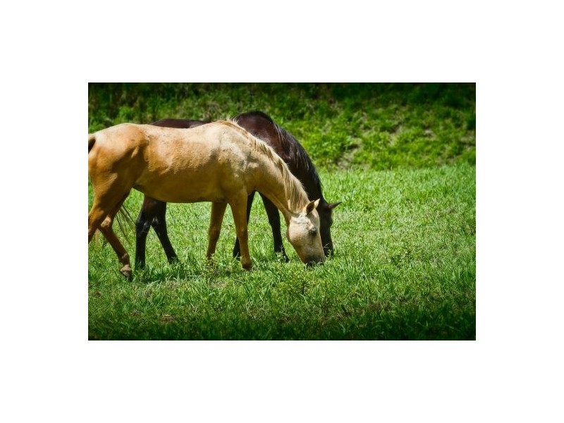 11 John Glyde Road, Bellingen NSW 2454