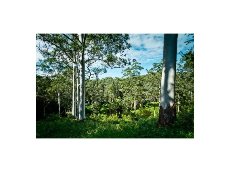 61 Scotchman Rd, Bellingen NSW 2454