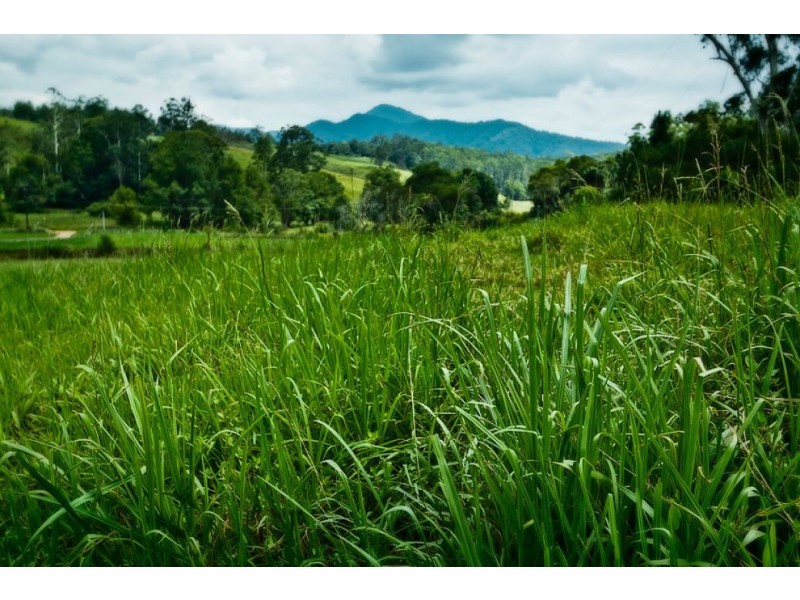 1650 Bowraville Rd, Brierfield, Bellingen NSW 2454