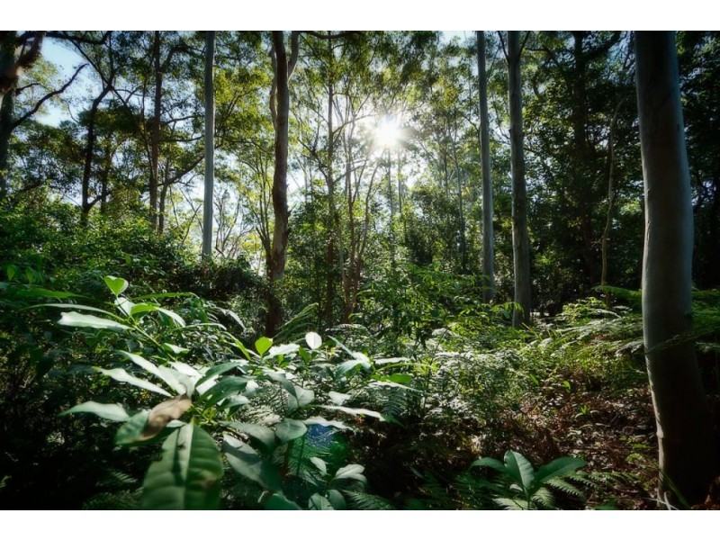 16 Mount St, FERNMOUNT, Bellingen NSW 2454