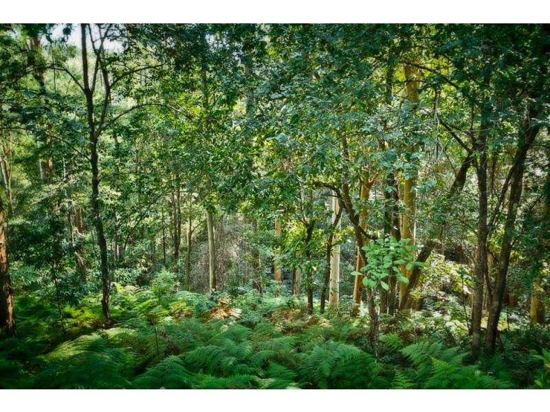 16 Mount St, FERNMOUNT, Bellingen NSW 2454