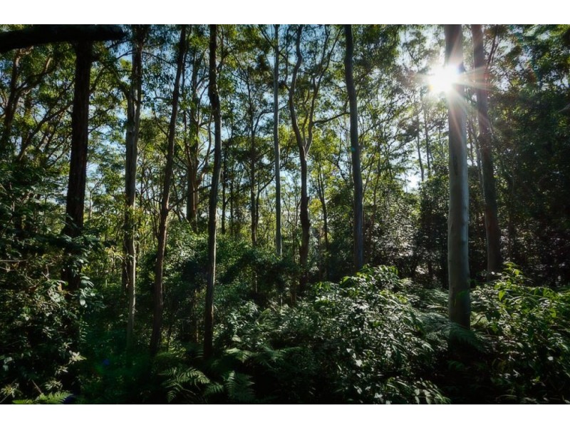 16 Mount St, FERNMOUNT, Bellingen NSW 2454