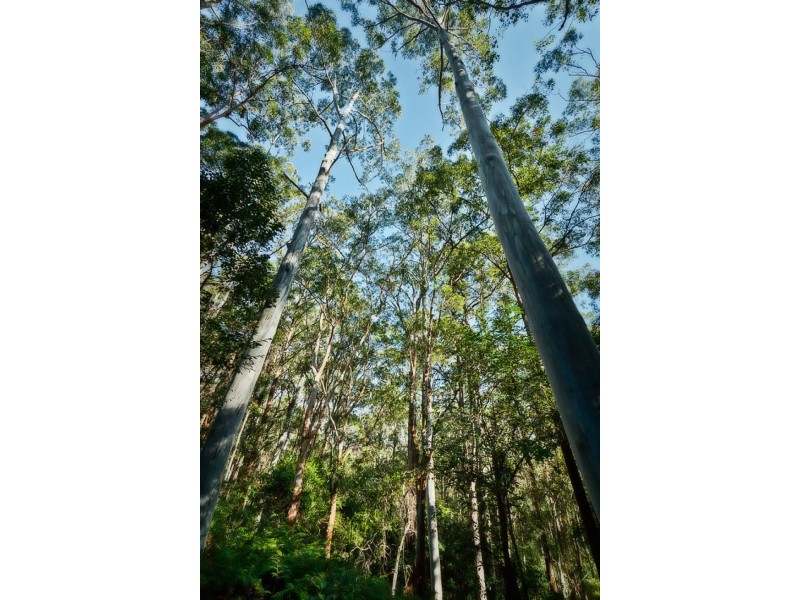 16 Mount St, FERNMOUNT, Bellingen NSW 2454