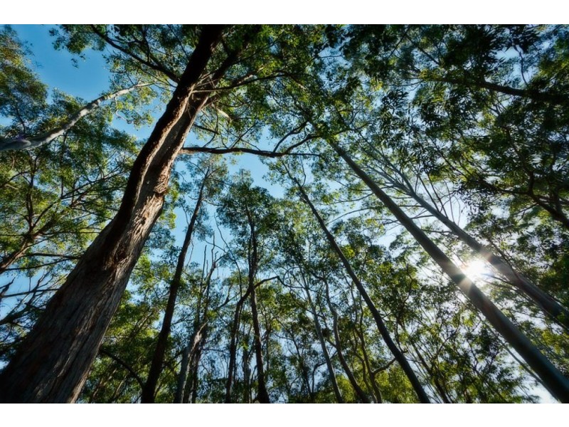 16 Mount St, FERNMOUNT, Bellingen NSW 2454