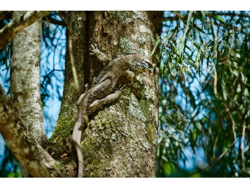 1733 Kalang Road KALANG, Bellingen NSW 2454