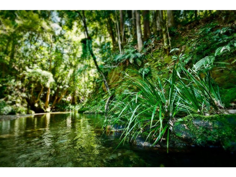 1733 Kalang Road KALANG, Bellingen NSW 2454