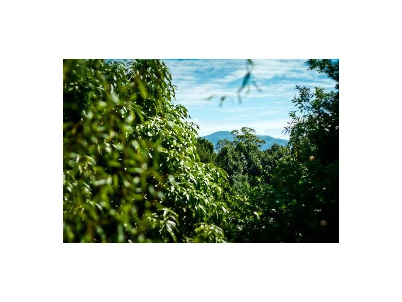 50 Crown St, Bellingen NSW 2454