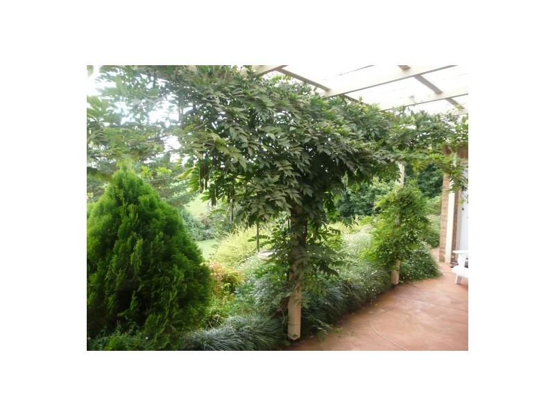 11 Elm Drive, Dorrigo NSW 2453