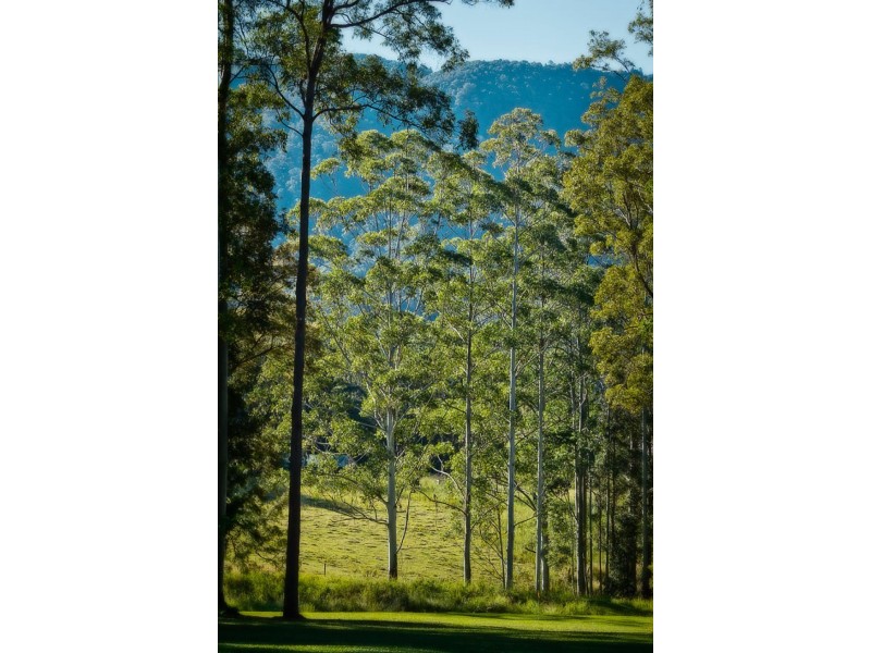 1159 Darkwood Rd, Thora, Bellingen NSW 2454