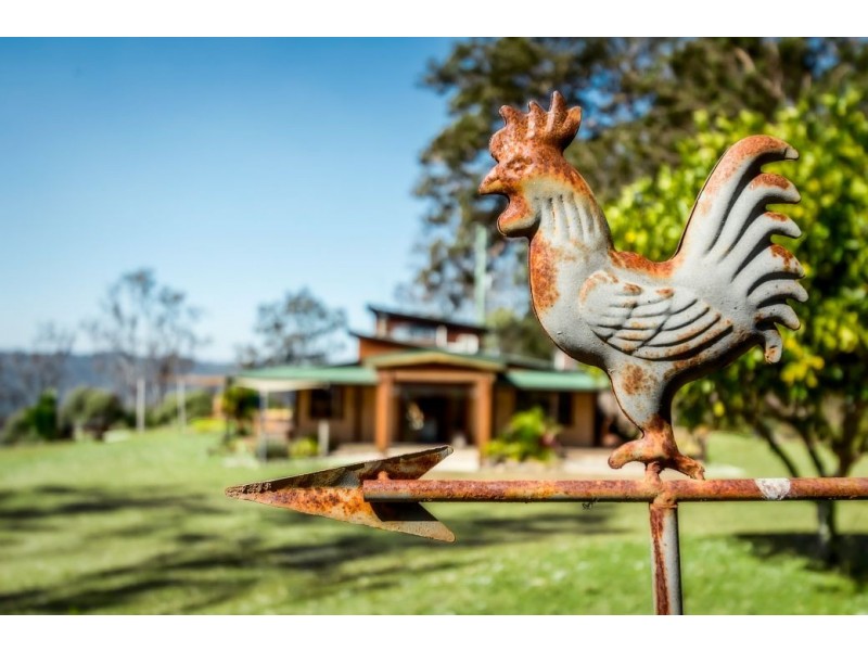 1225 Lower Bielsdown Rd, Dorrigo NSW 2453