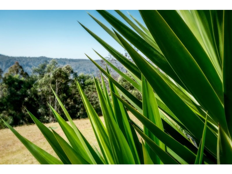 1225 Lower Bielsdown Rd, Dorrigo NSW 2453