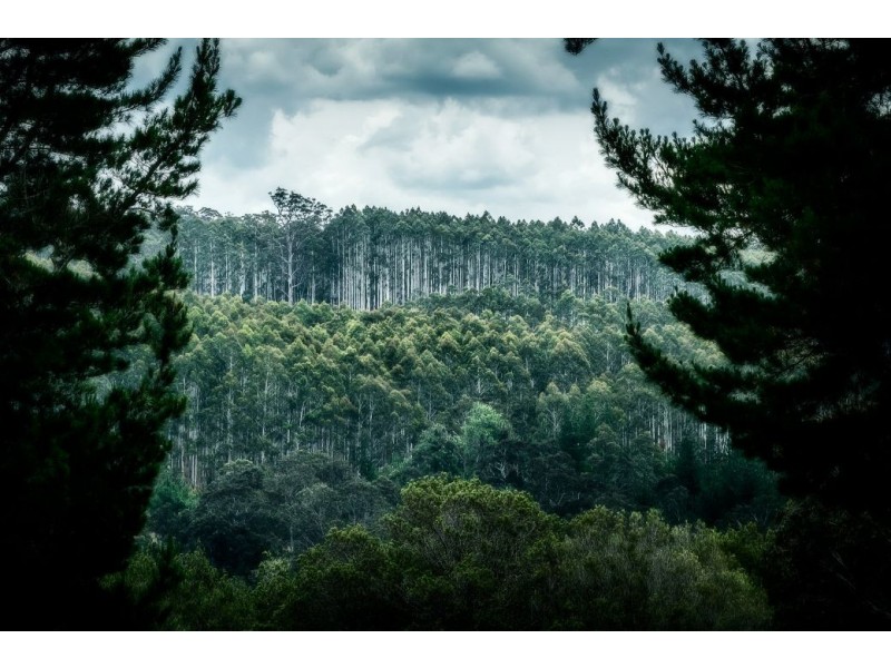 363 Moonpar Rd, Moonpar, Dorrigo NSW 2453