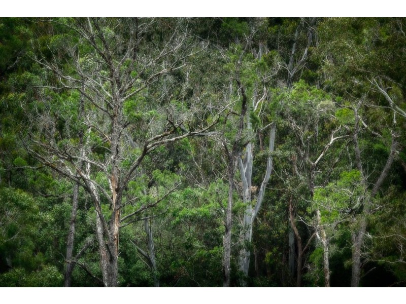 363 Moonpar Rd, Moonpar, Dorrigo NSW 2453