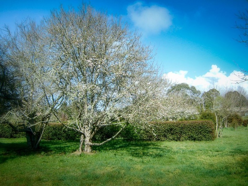 2 Bean Street, Dorrigo NSW 2453