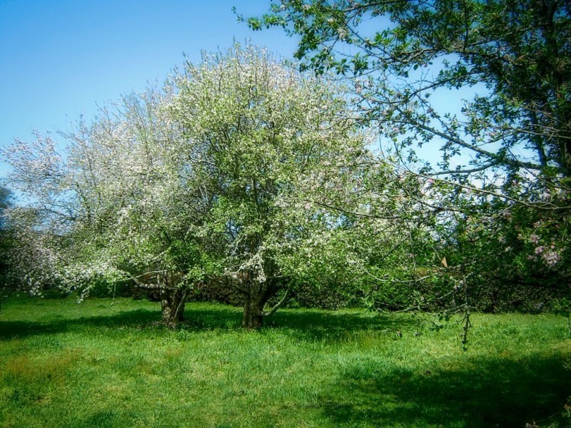 2 Bean Street, Dorrigo NSW 2453