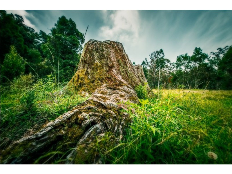 180 Kirtons Rd, Brooklana, Dorrigo NSW 2453