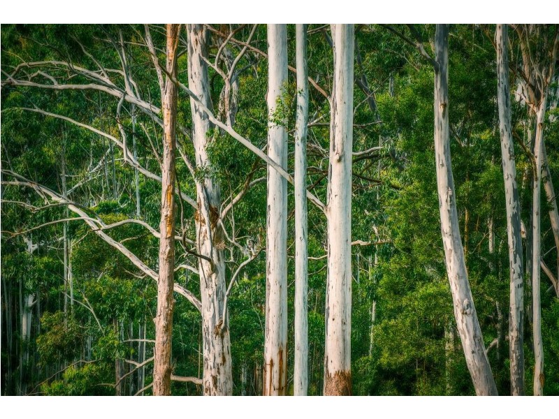 180 Kirtons Rd, Brooklana, Dorrigo NSW 2453