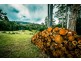 180 Kirtons Rd, Brooklana, Dorrigo NSW 2453
