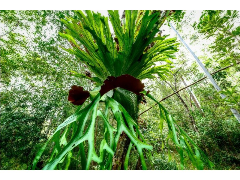 726 Kalang Rd, Kalang, Bellingen NSW 2454