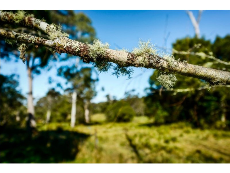 1983 Deervale Rd, Deer Vale, Dorrigo NSW 2453