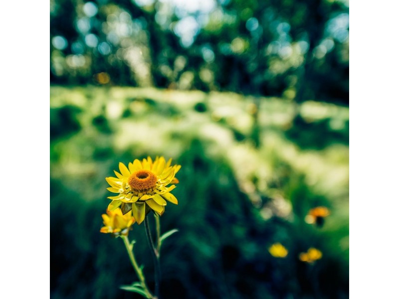 1983 Deervale Rd, Deer Vale, Dorrigo NSW 2453