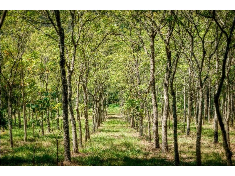 285 Irvines Rd, Tewinga Via, Urunga NSW 2455