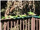 Niagara Park NSW 2250