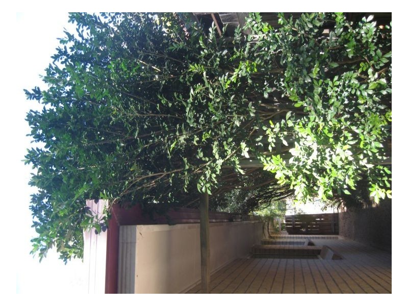 Forest Lake QLD 4078