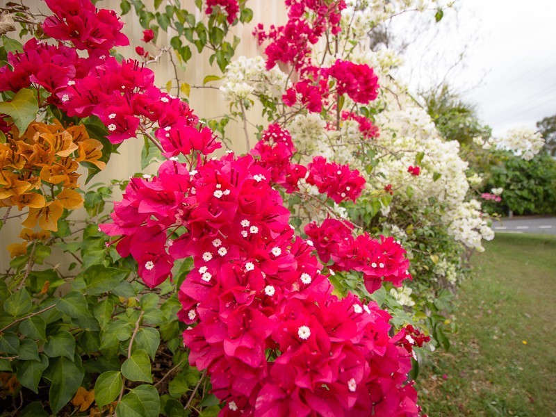 1 Chantilly Street, Chapel Hill QLD 4069