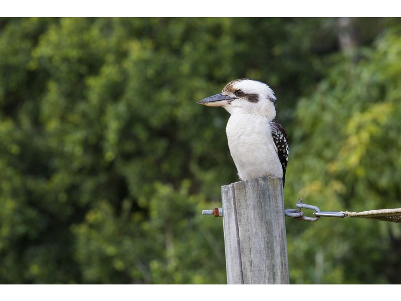 4 Tea Tree Close, Samford Valley QLD 4520