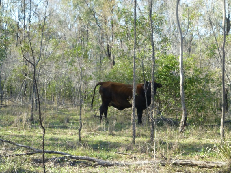 1 ISIS HIGHWAY, Dallarnil QLD 4621