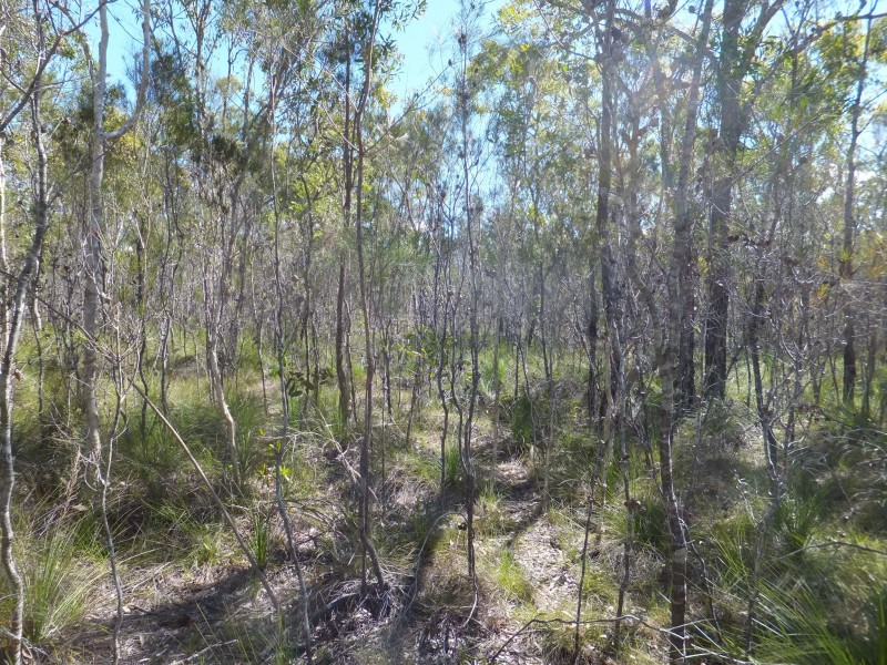 1575 BUXTON ROAD, Buxton QLD 4660