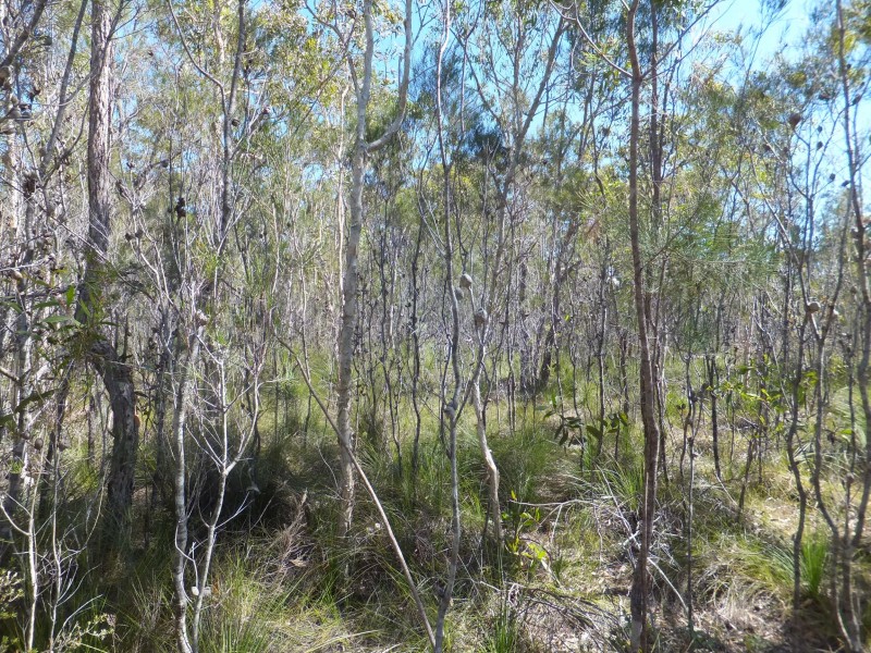 1575 BUXTON ROAD, Buxton QLD 4660