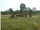 Pine Creek QLD 4670