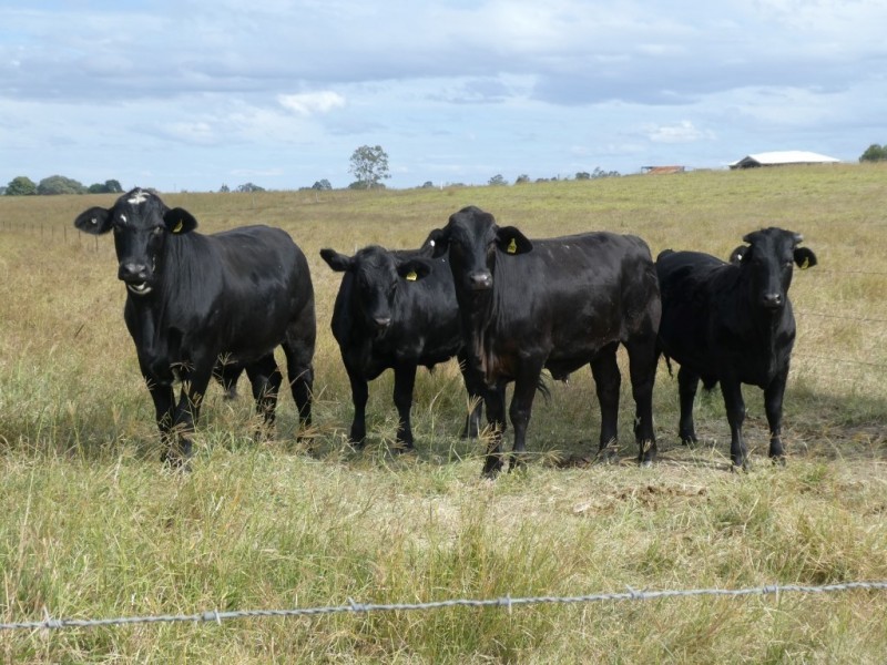 Sharon QLD 4670