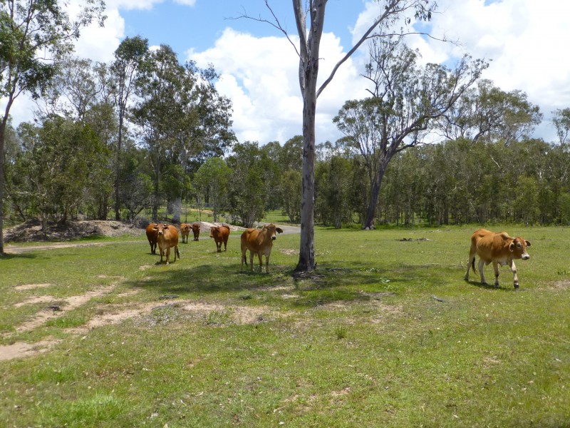 27369 BRUCE HIGHWAY, Isis River QLD 4660