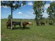 Mingo QLD 4625