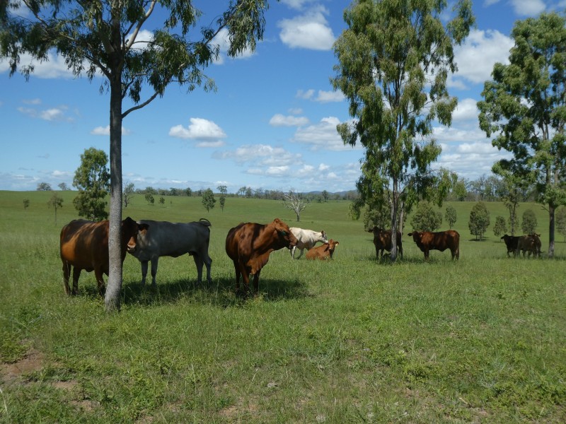 Mingo QLD 4625