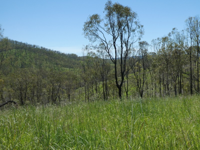 Mingo QLD 4625