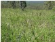 Mingo QLD 4625