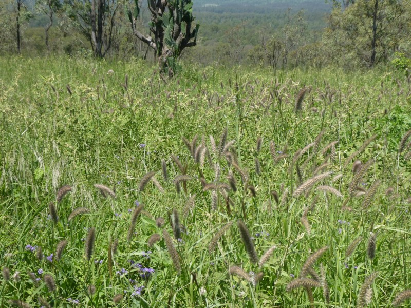 Mingo QLD 4625