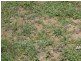 Mingo QLD 4625