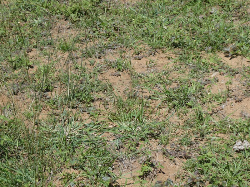 Mingo QLD 4625