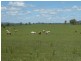 Mingo QLD 4625