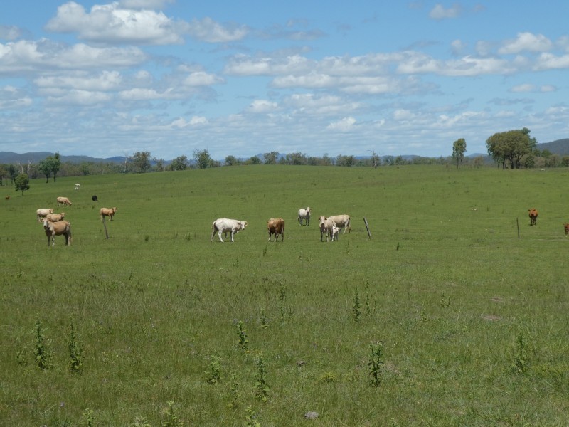 Mingo QLD 4625
