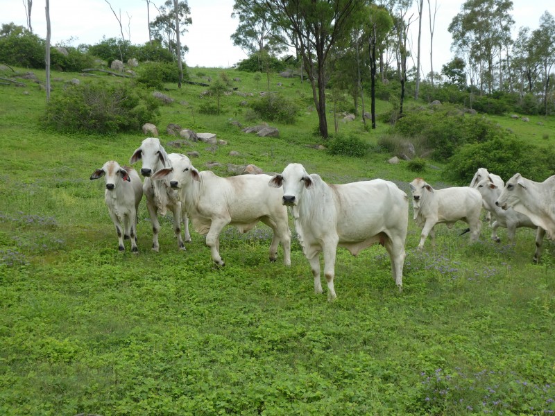 Biggenden QLD 4621